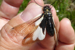 Libelloides coccajus