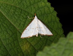 Ramila acciusalis