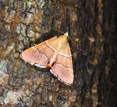 Stemmatophora flavicaput