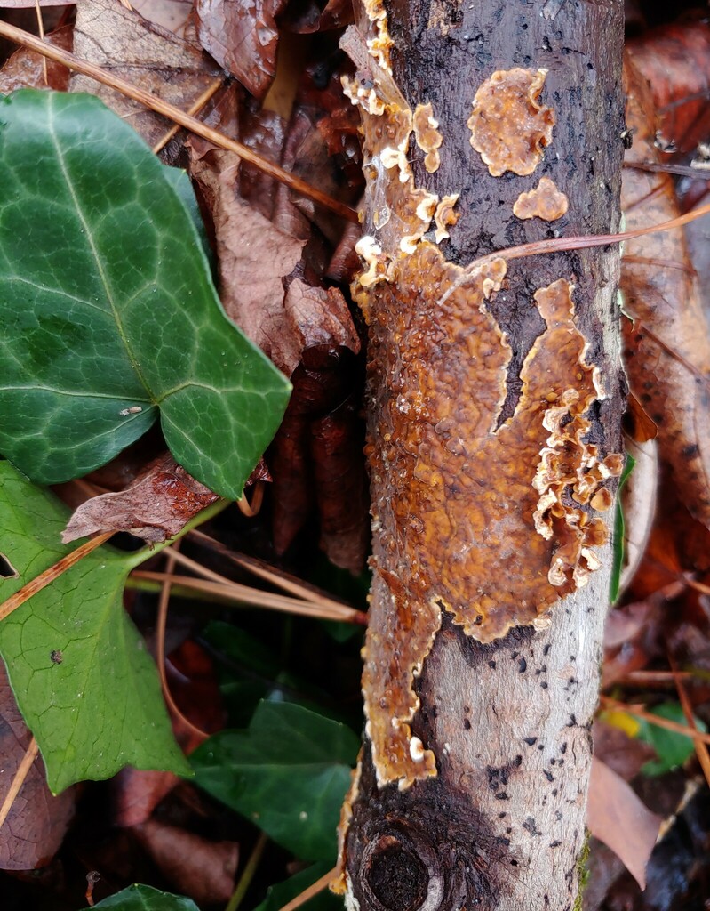 crowded parchment from United States on December 3, 2023 at 0115 PM by