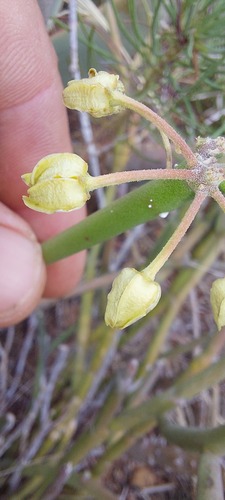 Sarcostemma