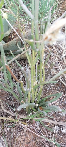 Sarcostemma viminale f. cristata 2