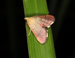 Stemmatophora flavicaput
