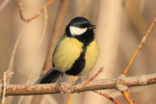 Mésange charbonnière