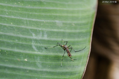 Toxorhynchites splendens