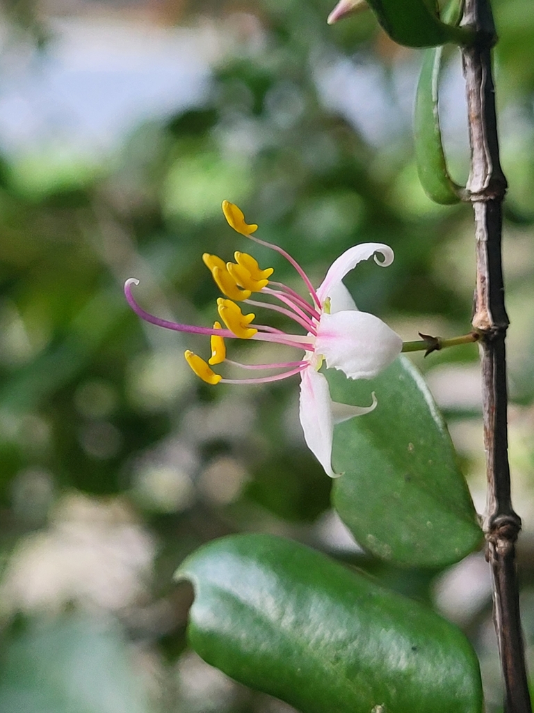 Mouriri helleri