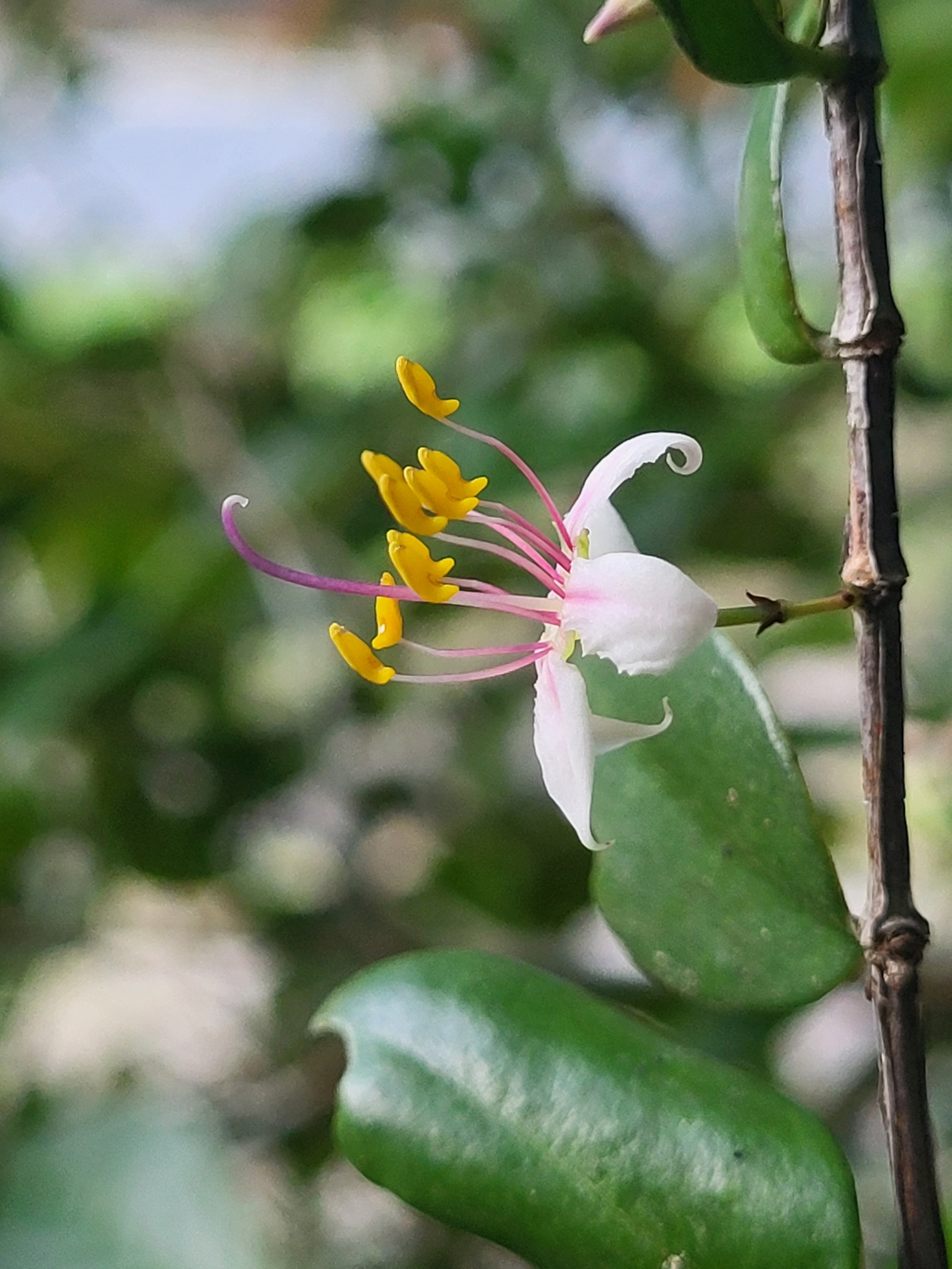 Mouriri helleri