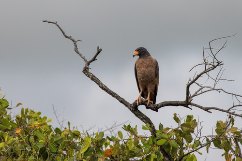 gavião-caranguejeiro (Buteogallus aequinoctialis)