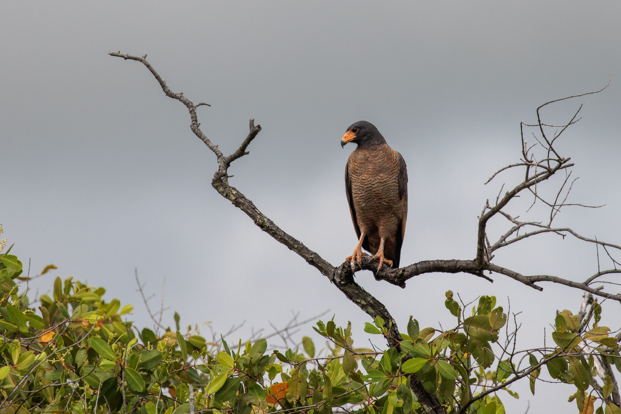 Rufous Crab Hawk illustration