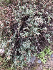 Eriogonum parvifolium