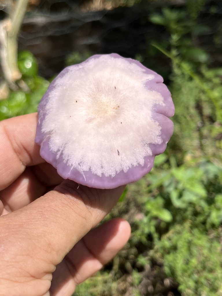 Collybia sordida · December 2023 · photo: © mariobarroso (iNaturalist, cc-by)