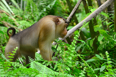 Macaca nemestrina