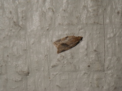 Clepsis peritana