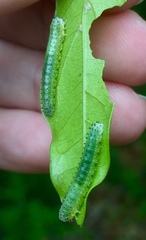 Periclista