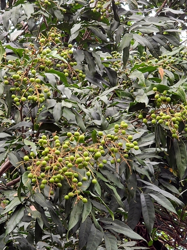 Sapindus saponaria - Whole tree