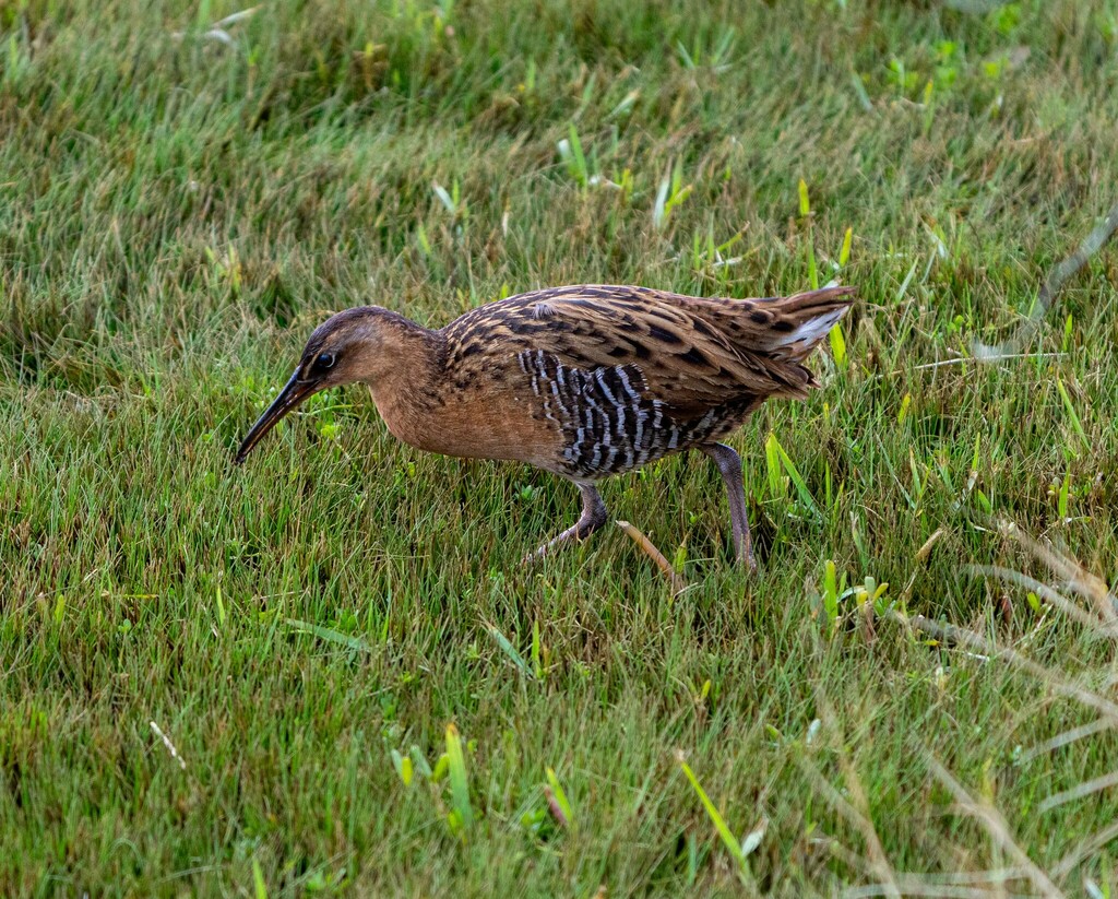 King Rail from Blue Cypress Park, Jacksonville, FL, USA on December 27 ...