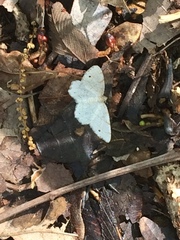 Trigrammia quadrinotaria