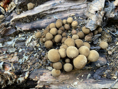 Apioperdon pyriforme image