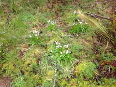 Hyacinthoides non-scripta