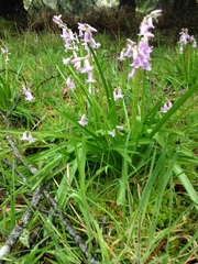 Hyacinthoides non-scripta
