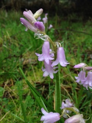 Hyacinthoides non-scripta