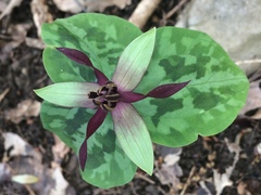 Trillium stamineum