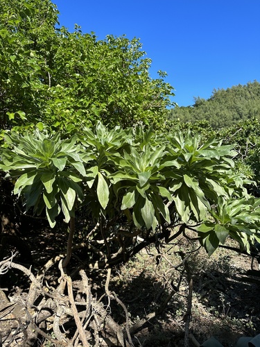 Heliotropium velutinum