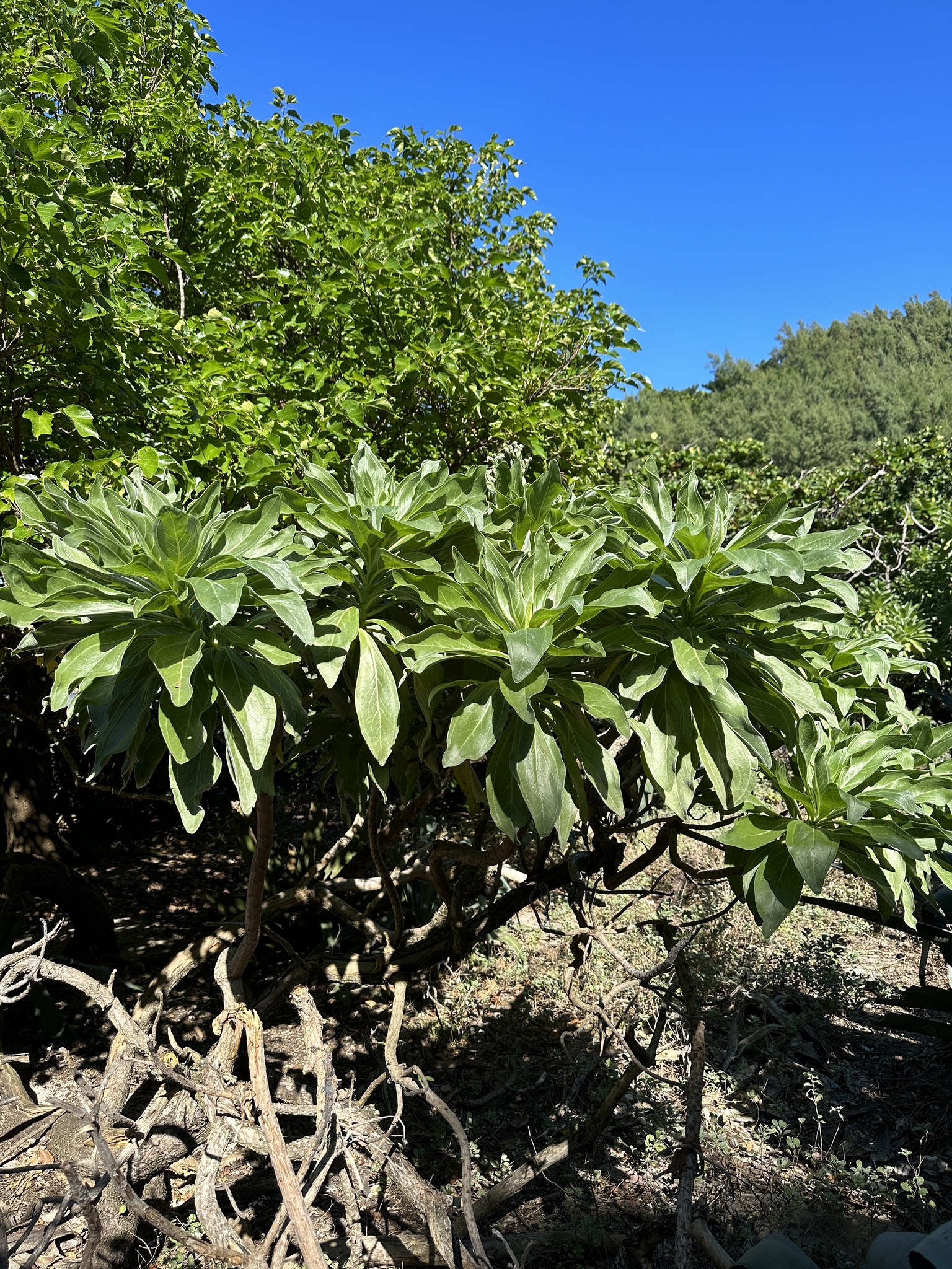 Heliotropium velutinum