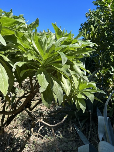 Heliotropium velutinum