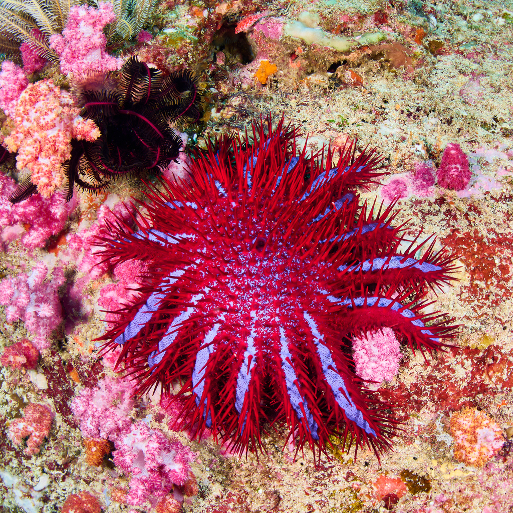 Crown-of-thorns Sea Stars