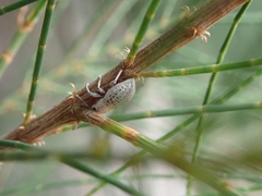 Artipus floridanus