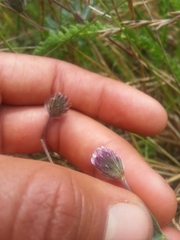 Trifolium albopurpureum