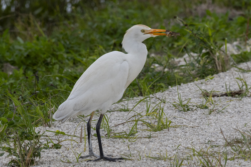 Western Cattle-Egret