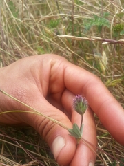 Trifolium albopurpureum