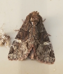 Phosphila turbulenta