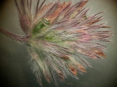 Trifolium albopurpureum