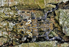 Aegomorphus circumflexus
