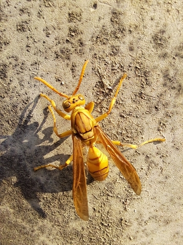Yellow Oriental Paper Wasp