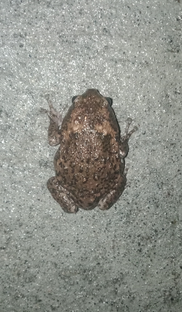 Boettger's Callulops Frog (Callulops boettgeri)