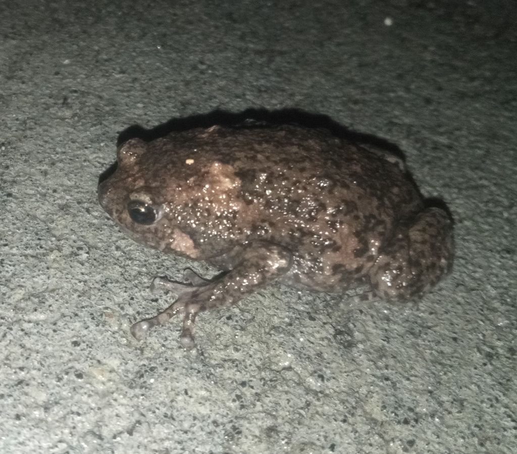 Boettger's Callulops Frog (Callulops boettgeri)