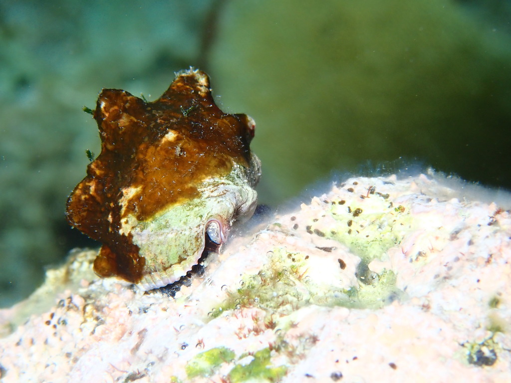 Open Ended Rocking Shell Deltoid Rock Shell in December 2023 by spirula. 1-4m · iNaturalist