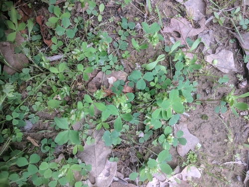 Image of Trifolium bejariense by (c) Eric Knight, some rights reserved (CC BY)