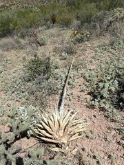 Agave simplex