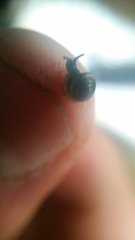 Euconulus