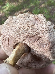 Austroboletus subflavidus image