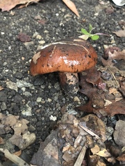 Tricholoma fracticum