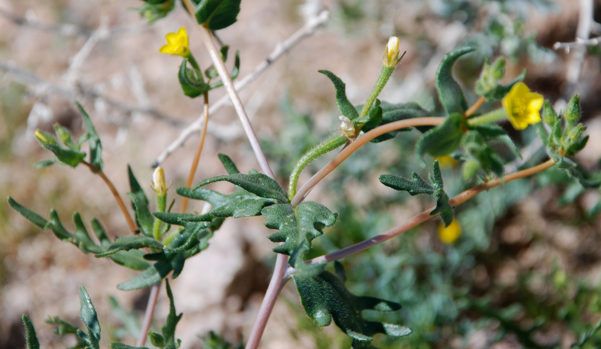 Mentzelia obscura