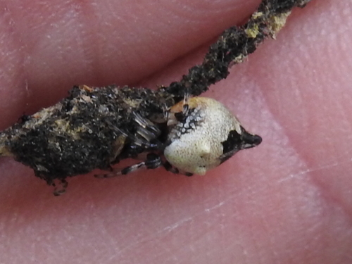 Humped Trashline Orbweaver photo 4