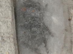 Phidippus audax