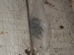 Phidippus audax